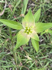 Euphorbia schiedeana
