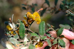 Grevillea chrysophaea