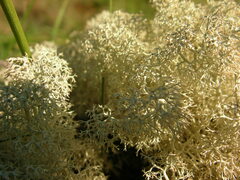 Cladonia portentosa