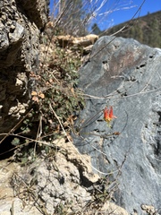 Aquilegia eximia