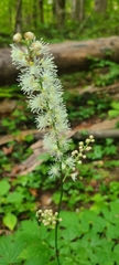 Actaea racemosa