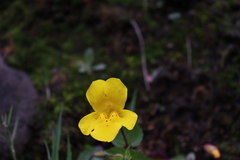 Erythranthe lutea