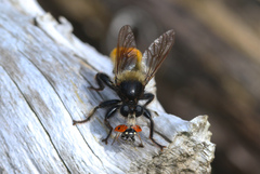 Laphria flava
