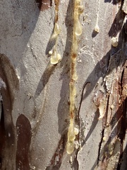 Cupressus stephensonii