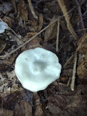 Clitocybe
