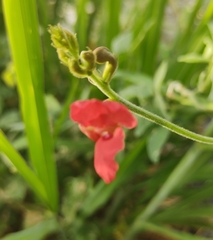 Macroptilium gibbosifolium