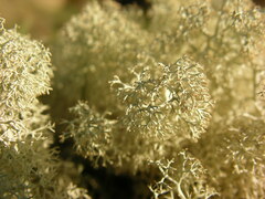 Cladonia portentosa