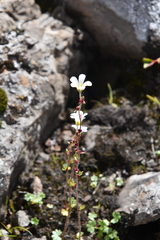 Saxifraga cernua