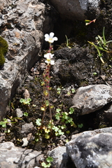 Saxifraga cernua