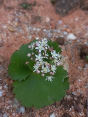 Crassula umbella