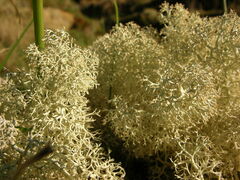 Cladonia portentosa