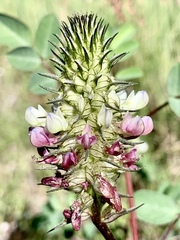 Dalea bicolor