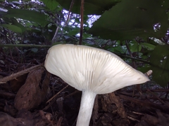 Clitocybe