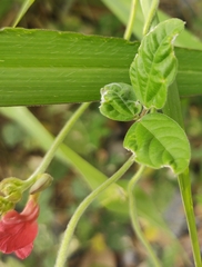 Macroptilium gibbosifolium