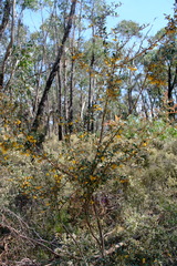 Grevillea chrysophaea