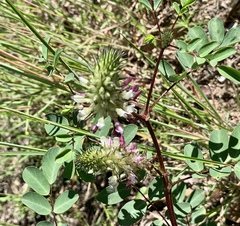 Dalea bicolor