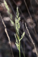Muhlenbergia andina