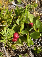 Gaultheria humifusa