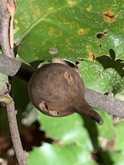 Heteroecus pacificus