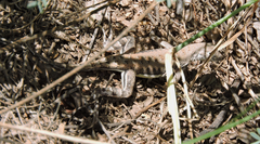 Callisaurus draconoides