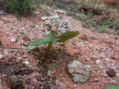 Crassula umbella