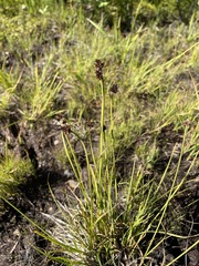 Carex illota