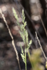 Muhlenbergia andina