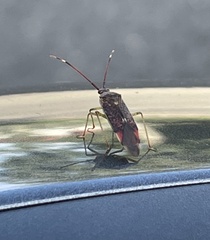Pantilius tunicatus