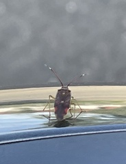 Pantilius tunicatus