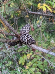 Pinus resinosa
