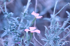 Malcolmia littorea