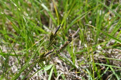 Carex cespitosa