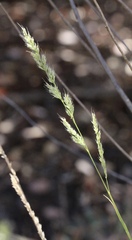 Muhlenbergia andina