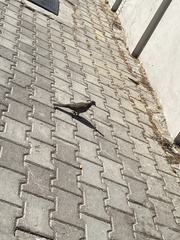 Streptopelia senegalensis