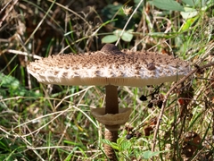 Macrolepiota procera
