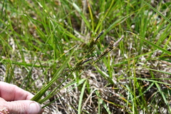 Carex cespitosa