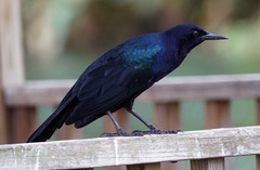 Quiscalus major westoni