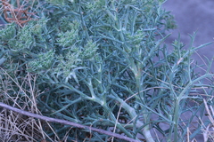 Echinophora spinosa