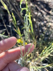 Muhlenbergia andina