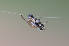 Verrucosa meridionalis