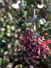 Grevillea evansiana