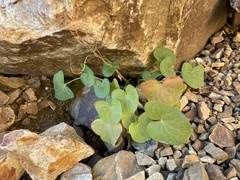 Oxyria digyna