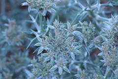 Echinophora spinosa
