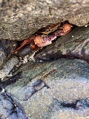 Leptograpsus variegatus