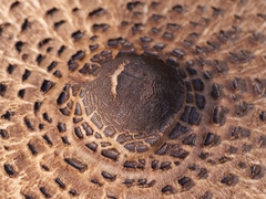 Macrolepiota procera