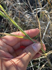 Muhlenbergia andina