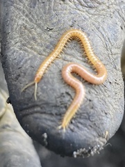 Haplophilus subterraneus