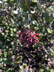 Grevillea evansiana
