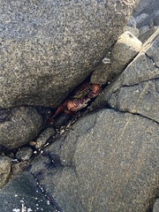 Leptograpsus variegatus
