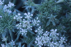 Echinophora spinosa